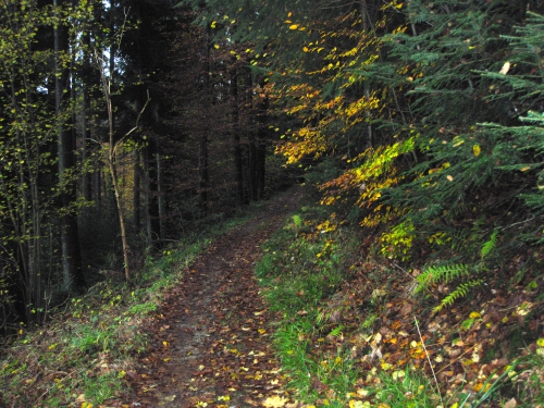 Single Trail im Herbst